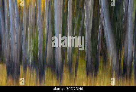 Aspen-Baumstämme mit Intentional Camera Movement (ICM) im Yellowstone-Nationalpark. Stockfoto