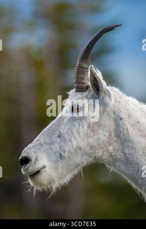 Mountain Goat am Logan Pass im Glacier National Park, Montana. Stockfoto
