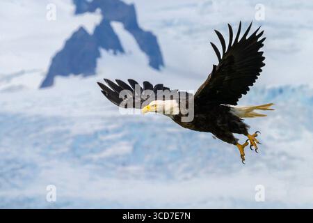 Weißkopfseeadler fliegen in der Hallo Bay im Katmai National Park and Preserve, Alaska. Stockfoto