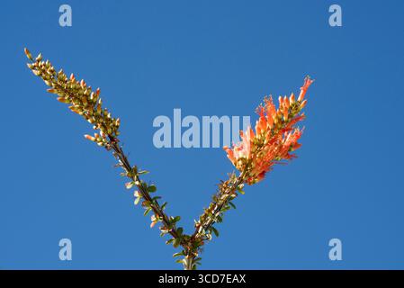 Ocotillo blüht im Anza-Borrego Desert State Park, Kalifornien. Stockfoto