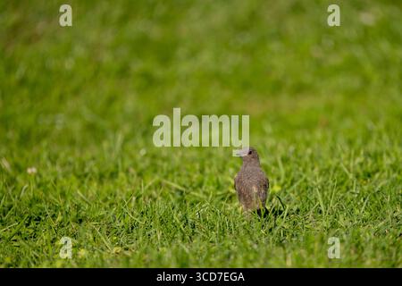Hausrotschwanz im Gras Stockfoto