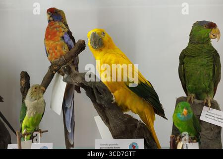 Goldener Sittich, lila gekrönter amazonas und andere neotropische Papageien, Stadtmuseum für Naturgeschichte von Triest Stockfoto