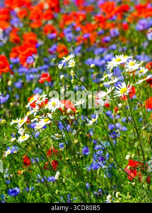 Eine farbenfrohe Wildblumenwiese in voller Sommerblüte mit weißen Gänseblümchen, roten Mohnblumen und blauen Kornblumen Stockfoto