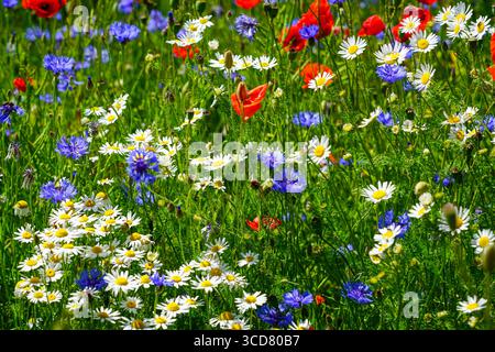 Lebendige Sommerwiese mit blühenden weißen Gänseblümchen, blauen Kornblumen und roten Mohnblumen in üppig grünem Gras Stockfoto