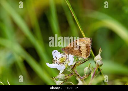 Mittelgroßer brauner Schmetterling mit orangefarbenen Flecken und Augenflecken. Ernährt sich von Wildblumennektar. Foto auf Bull Island, Dublin, Irland. Stockfoto