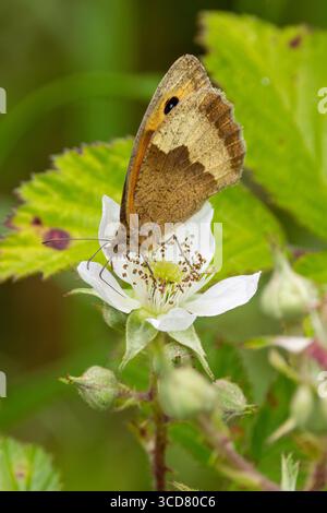 Mittelgroßer brauner Schmetterling mit orangefarbenen Flecken und Augenflecken. Ernährt sich von Wildblumennektar. Foto auf Bull Island, Dublin, Irland. Stockfoto