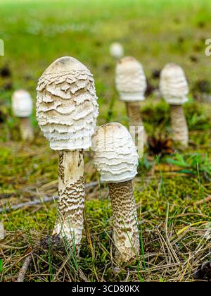 Die Pilzgruppe der Shaggy-Tintenmütze, Coprinus comatus, taucht aus Moos und Kiefernnadeln auf einer grünen Waldlichtung in Lettland, Europa auf Stockfoto