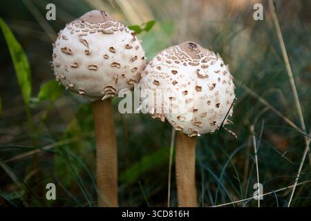 Zwei Sonnenschirmpilze wachsen in tiefgrüner Vegetation auf einem Waldboden Stockfoto