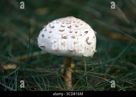 Ein einzelner Sonnenschirmpilz mit gesprenkelten Kappen wächst in grasbewachsenen Waldlichtungen Stockfoto