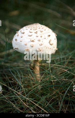 Ein Sonnenschirmpilz steht zwischen hohem Gras in einer ruhigen Waldlandschaft Stockfoto