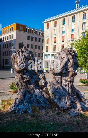 Hundertjähriges Olivenbaumholz auf der Piazza Sant’Oronzo von Lecce, Apulien, Italien Stockfoto