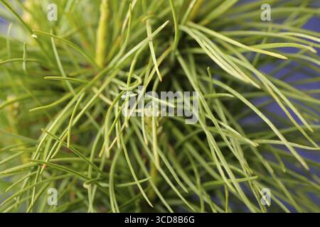 Makrobild frischer grüner Kiefernnadeln Stockfoto