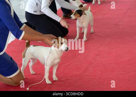Treffen von zwei reinrassigen Jack Russell Terriers bei einer Hundeshow. Haustiere Stockfoto