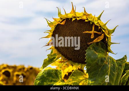Nahaufnahme eines Reifen Sonnenblumenkopfes mit welkenden Blüten vor einem weichen Himmel mit leuchtend grünen Blättern und natürlichen Texturen. Stockfoto