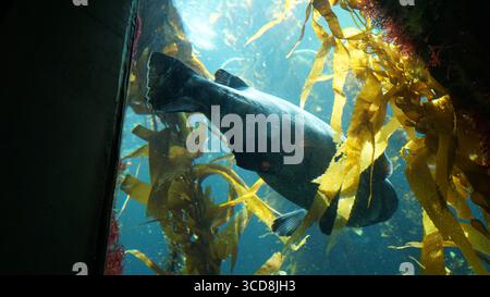 Ein großer Fisch schwimmt anmutig durch einen Seetangwald in einem Aquarium, beleuchtet von natürlichem Sonnenlicht, das durch das Wasser filtert. Stockfoto