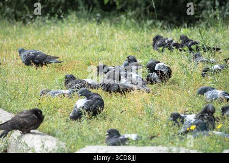 Eine Schar Tauben, die im Park auf dem Gras liegen Stockfoto