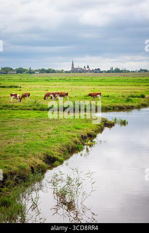 Malerische ländliche Landschaft mit Kühen, die auf üppigen Wiesen entlang eines ruhigen Wassers in der Nähe von Reeuwijk-Dorp, Niederlande, weiden Stockfoto