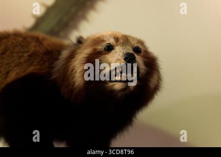 Roter Panda, Ailurus fulgens, auch bekannt als der kleine Panda gefüllt. Stadtmuseum für Naturgeschichte in Triest Stockfoto