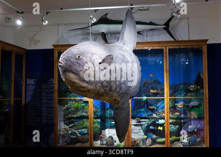 Gefüllte Meeressonnenfische oder Mola mola, auch bekannt als die gemeinsame Mola, Civic Museum of Natural History von Triest Stockfoto