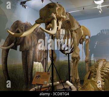 Skelett von Loxodonta africana, afrikanischer Buschelefant, Stadtmuseum für Naturgeschichte von Triest Stockfoto