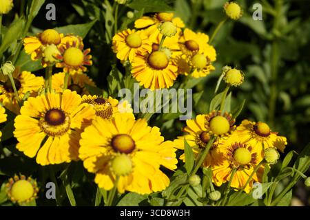 Farbenfrohe Nahaufnahme einer Helenium Herbstpflanze, oder gewöhnlicher Niesenkraut, einer giftigen gelben nordamerikanischen Blume aus der Familie der Asteraceae Stockfoto
