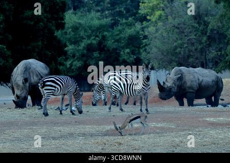 Zebras und weiße Nashörner auf offenem Gelände bei Safari Ramat Gan, Israel, einer Wildnis-Szene mit urbanem Hintergrund, geeignet für redaktionelle und kommerzielle Zwecke. Stockfoto