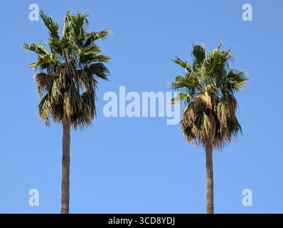 Zwei große Palmen vor einem klaren blauen Sommerhimmel. Stockfoto