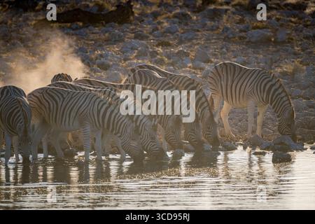Nahaufnahme einer Zebraherde an einem Wasserloch in Etosha Stockfoto