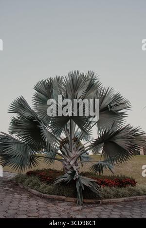 Bismarck Palme mit roten Blumen Stockfoto