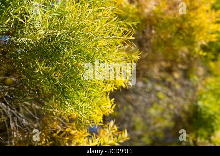 Flachs-leaved Paperbark ist ein Melaleuca Baumarten mit duftenden Blätter Stockfoto