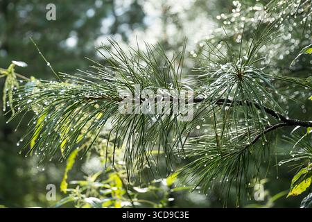 Üppig grüne Kiefernzweige mit prickelnden klaren Wassertropfen in einer Waldlandschaft. Stockfoto