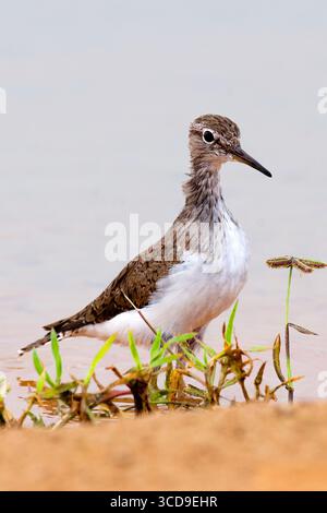 Ein gewöhnlicher Strandläufer steht wachsam auf einem schlammigen Wasserufer, umgeben von kleinen grünen Pflanzen in einem natürlichen Feuchtgebiet. Stockfoto