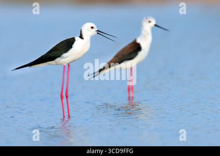 Paar schwarzflügeliger Stelzen, die während hellen Tageslichts im blauen flachen Wasser auf langen schlanken rosa Beinen stehen. Stockfoto