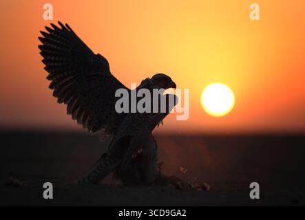 Silhouette eines Falken bei Sonnenuntergang in der Wüste, Flügel breiten sich dramatisch gegen den orangen Himmel aus und symbolisieren die Tierwelt, die Jagd und das arabische Erbe. Stockfoto