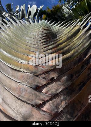 Blick auf die Palme des Reisenden (Ravenala madagascariensis), Cairns, Queensland, Australien Stockfoto