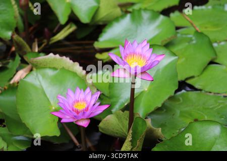 Anstand von rosa Wasserlilien an einem düsteren Mittag Stockfoto