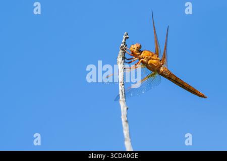 Libelle, die auf einem Ast oben auf dem Baum steht. Blauer Himmel Hintergrund. Stockfoto