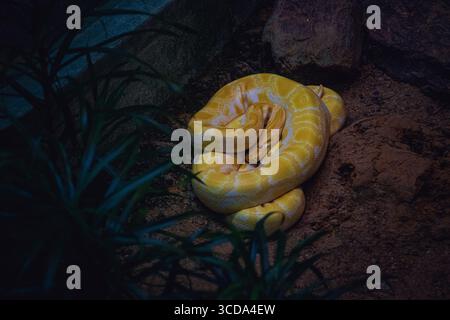 Eine gelbe Albino-burmesische Python (Python bivittatus) liegt auf sandigem Boden in einem malaysischen Zoogehege, deren hellgelbe und weiße Schuppen leuchten Stockfoto