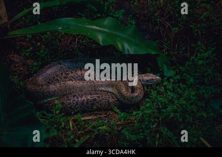 Eine Netzpython (Python reticulatus) liegt in seinem malaysischen Zoo unter breiten tropischen Blättern, deren komplizierte, gemusterte Schuppen sich vermischen Stockfoto
