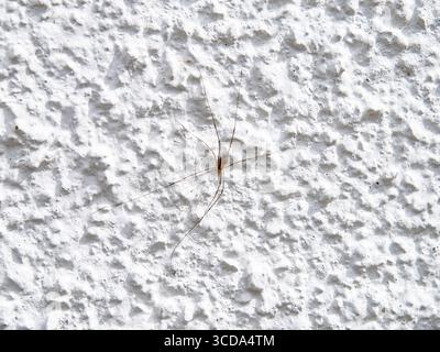 Eine Spinne vor einem Haus an der Wand. Die Wand ist weiß. Die Spinne ist gut geschützt. Stockfoto