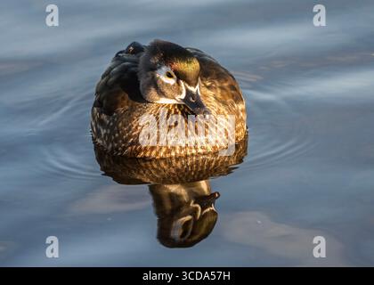 Eine Holzente schwimmt friedlich im klaren Wasser, während die Sonne untergeht, und erzeugt ein warmes Leuchten, das die farbenfrohen Federn und die schöne Reflexion auf dem Th hervorhebt Stockfoto