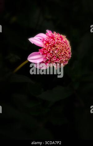 Natürliches, sehr nahes blühendes Pflanzenporträt des natürlich gemusterten Dahlienkopfes „Fenna Baaij“. Natürliche Muster, Natur, achtsam, kühn Stockfoto