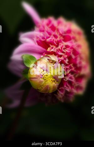Natürliches, sehr nahes blühendes Pflanzenporträt des natürlich gemusterten Dahlienkopfes „Fenna Baaij“. Natürliche Muster, Natur, achtsam, kühn Stockfoto