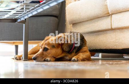 Ein Hund liegt auf dem Boden neben einer Couch. Der Hund ist braun und schwarz und hat einen rosafarbenen Kragen Stockfoto
