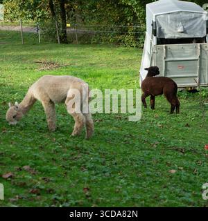 Zwei entzückende Alpakas genießen einen ruhigen Moment, während sie auf lebendigem grünem Gras suchen, während ein gemütliches Tierheim in der Nähe steht, vor einer Kulisse aus sanftem Tre Stockfoto
