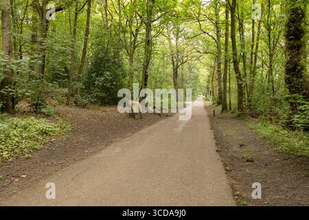 Langer gepflasterter Weg, der durch einen dichten grünen Wald mit Bäumen an beiden Seiten führt. Stockfoto