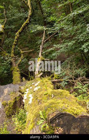 Ein großer gefallener Baumstamm, bedeckt mit grünem Moos, liegt über einem Waldboden, umgeben von üppiger Vegetation Stockfoto