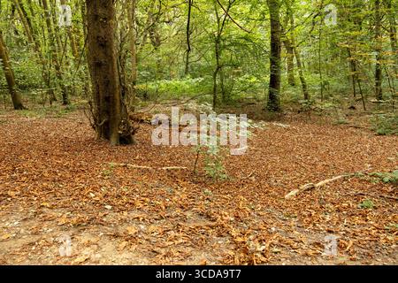 Waldszene mit einem Waldboden, der mit braunen Herbstblättern bedeckt ist und von grünen Bäumen umgeben ist Stockfoto