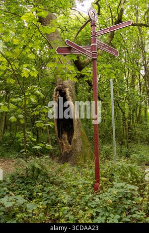 Ein ausgehöhlter Baumstamm steht neben einem hölzernen Wegweiser in einem üppig grünen Wald Stockfoto