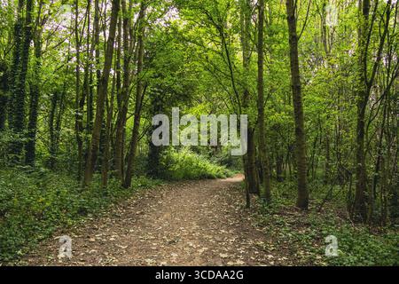 Unbefestigter Pfad schlängelt sich durch einen üppigen grünen Wald und bietet einen ruhigen und malerischen Blick auf die Natur Stockfoto